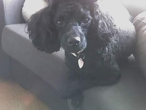 Dværgpuddel Debbie - Jeg ligger fint med poterne over kors... billede 9