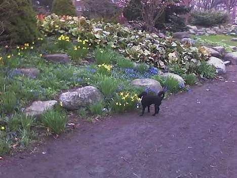 Dværgpuddel Debbie - Sådan nogle blomster dufter dejligt.... billede 10