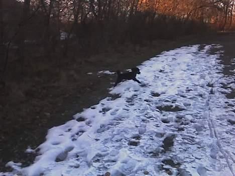 Dværgpuddel Debbie - Jeg elsker når der er sne.... Desværre er her ikke så meget... billede 11