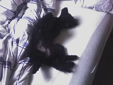 Dværgpuddel Debbie - Arh... skønt at ligge i sengen.... Bare klø mig på maven billede 12