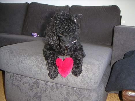 Dværgpuddel Debbie - Værsgo et hjerte.... billede 13