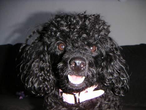 Dværgpuddel Debbie - Smil.... billede 14