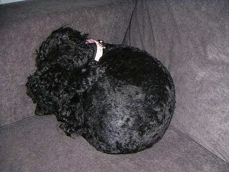 Dværgpuddel Debbie - zzZ billede 16