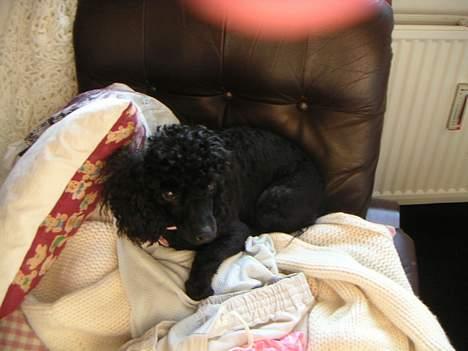 Dværgpuddel Debbie - Prinsessen på ærten.... billede 17