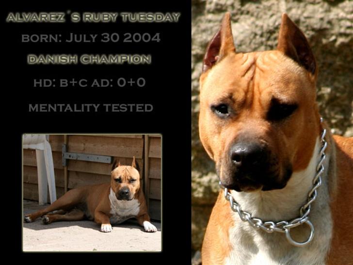 Amerikansk staffordshire terrier Piper billede 1