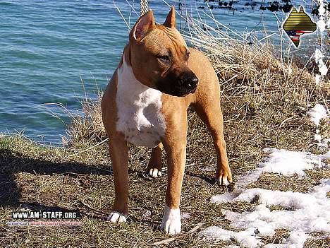 Amerikansk staffordshire terrier Piper billede 2