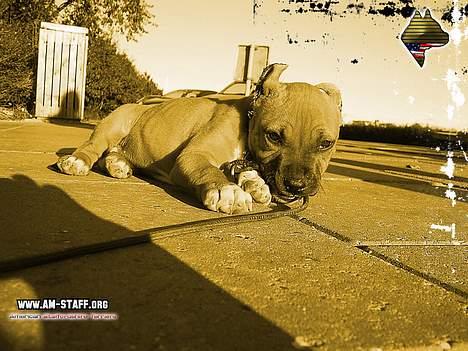Amerikansk staffordshire terrier Piper billede 3