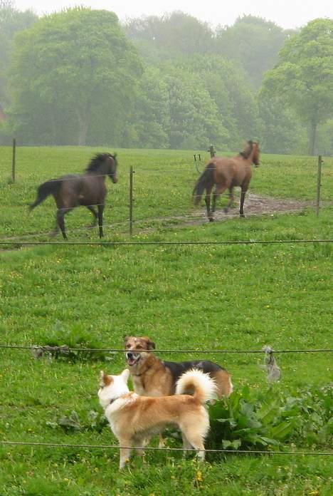 Blanding af racer Svejgaards Trifli - Se...vi løber ikke efter dem ! billede 20