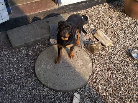 Rottweiler chevy billede 6