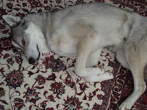 Siberian husky Chiwie - heeh billede 10