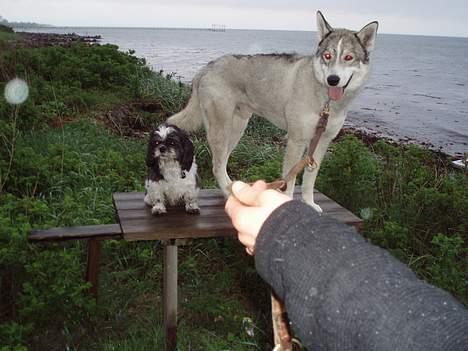 Siberian husky Chiwie - se hvor fine vi er .. billede 11