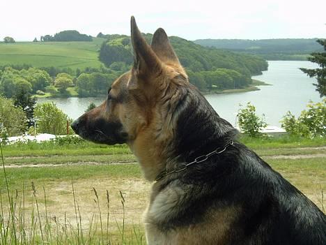 Schæferhund Sille (Zacho Rini) billede 1