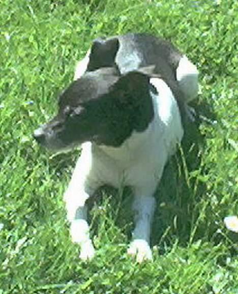 Dansk svensk gaardhund Pjevs - Død - Arhhh..... Sol billede 16