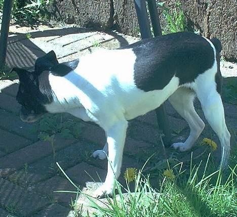 Dansk svensk gaardhund Pjevs - Død - Hmmm... mon der er noget mad her?! billede 17