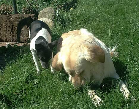 Dansk svensk gaardhund Pjevs - Død - Hvad ser du Gipzy? MAD?! Lad mig komme til! billede 18
