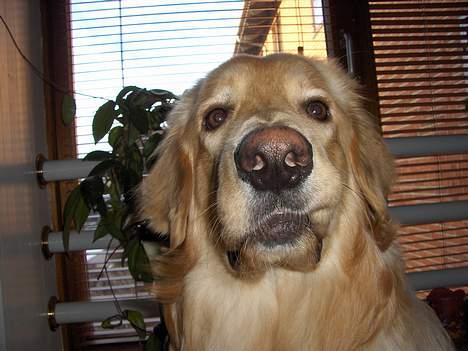 Hovawart Terkel - Se hvor "ond" jeg er. billede 1