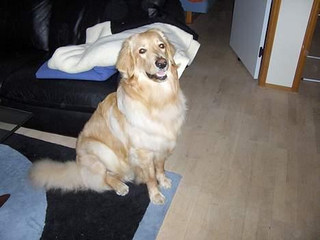 Hovawart Terkel - Jeg elsker at se fjernsyn. billede 2