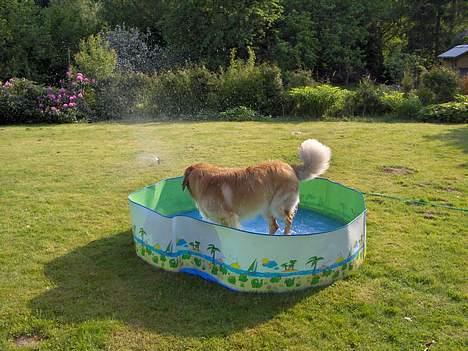 Hovawart Terkel - En vaskeægte vandhund. billede 3