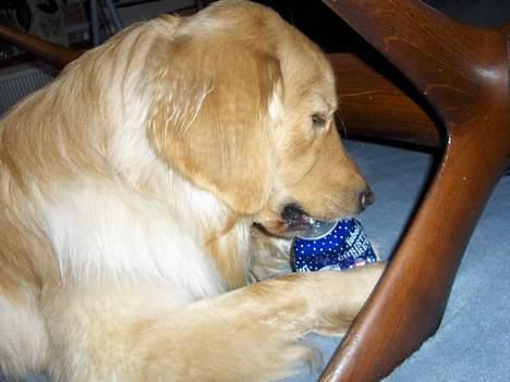 Hovawart Terkel - En julebryg på dåse siger jeg ikke nej tak til. billede 4