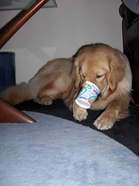 Hovawart Terkel - McFlurry - UHM! billede 5