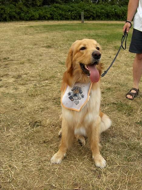 Hovawart Terkel - Ja, jeg savler lidt. billede 6