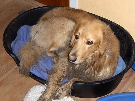 Hovawart Terkel - Beskidt? Det ku´ vær´ meget værre. billede 7