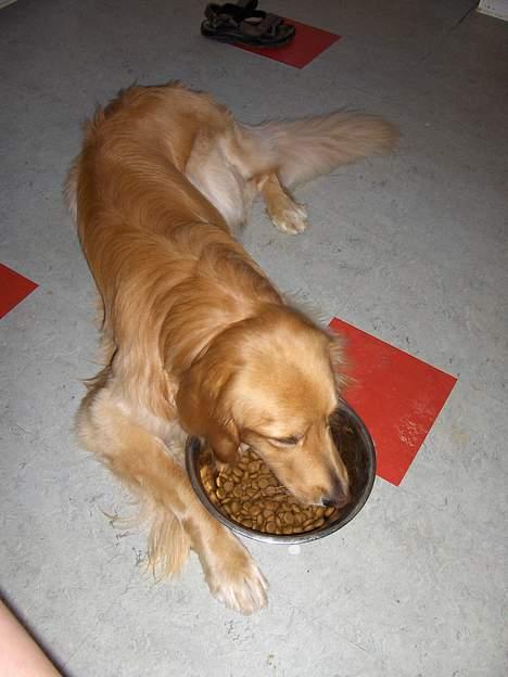 Hovawart Terkel - Dovenskaben længe leve. billede 8