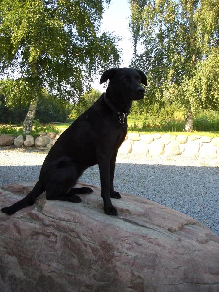 Labrador retriever Jægerlunden's Cheetah - Cheetah ved sin elskede sten. billede 1