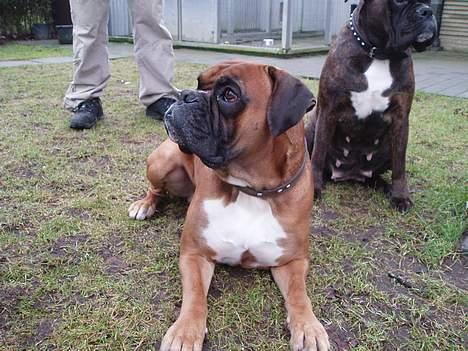 Boxer Odin - Her er min flotte far, Sam. billede 7