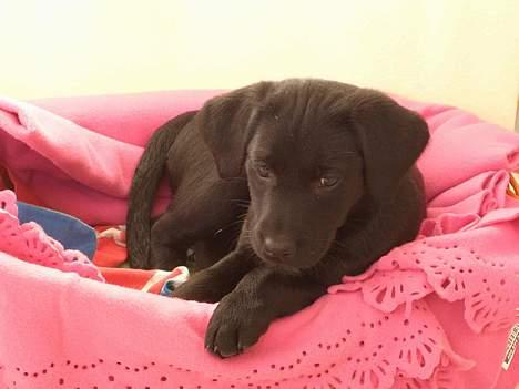 Labrador retriever Jægerlunden's Cheetah - Cheetah som lille hvalp.. billede 2