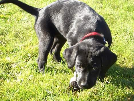 Labrador retriever Jægerlunden's Cheetah - Cheetah da vi hentede hende <3 billede 3
