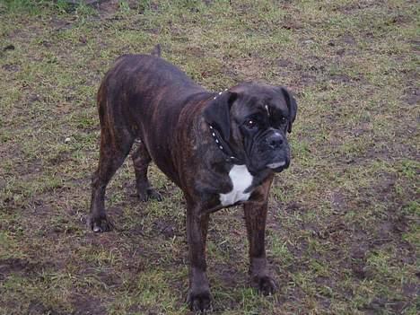 Boxer Odin - -Og min smukke mor, Cindy. billede 8