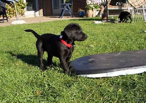 Labrador retriever Jægerlunden's Cheetah - Cheetah som leger.. billede 4