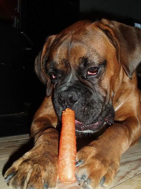 Boxer Odin - Mmmm... En god gulerod! billede 9