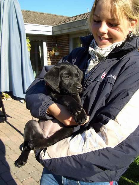 Labrador retriever Jægerlunden's Cheetah - min søster og cheetah.. billede 5