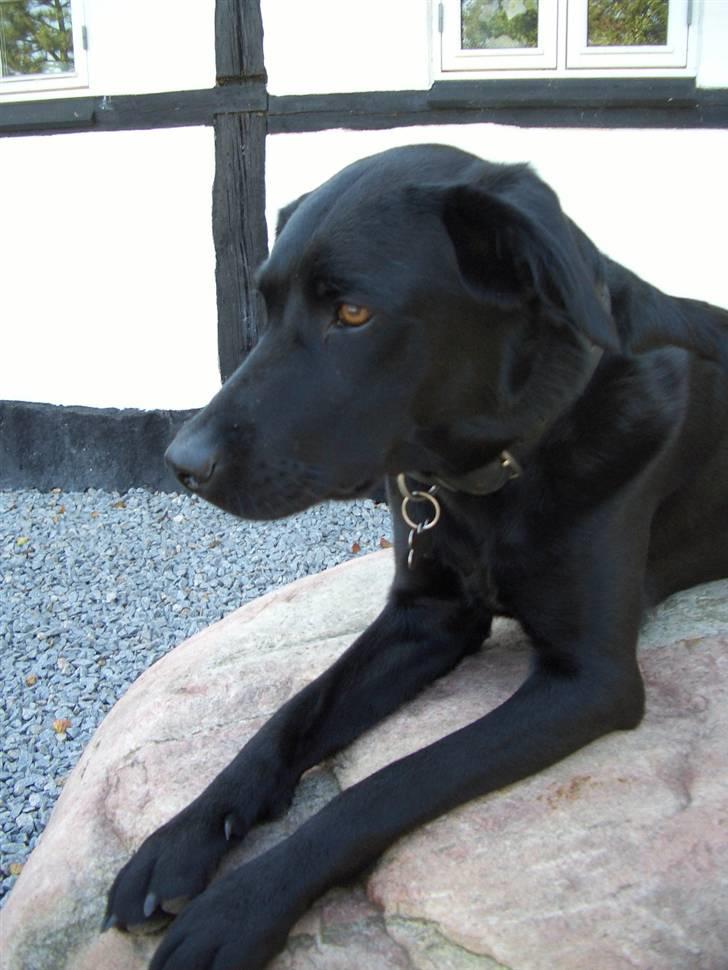 Labrador retriever Jægerlunden's Cheetah - Cheetah på sin sten. billede 6