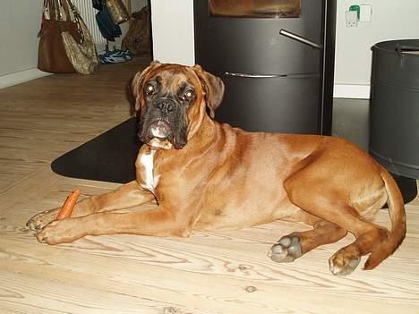Boxer Odin - Hygge foran brændeovnen. billede 10