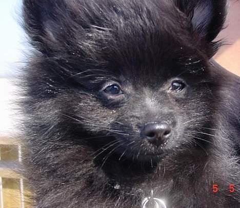 Pomeranian Julius - Model-Vovse billede 1