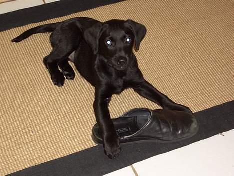 Labrador retriever Jægerlunden's Cheetah - cheetah havde taget fars hjemmeso.. q: billede 7