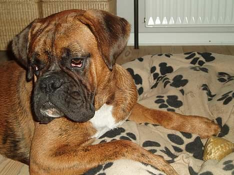 Boxer Odin - Efter et brusebad er det rart med lidt guf! billede 11