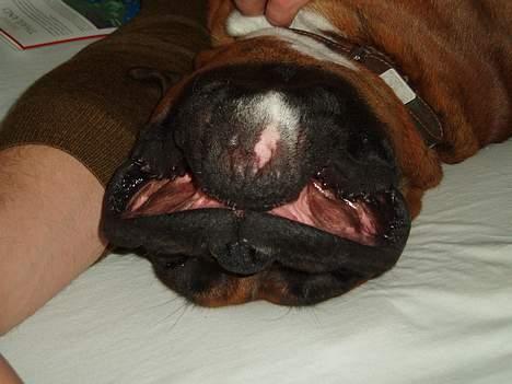 Boxer Odin - Nogen gange skulle man tro, at jeg kommer fra det ydre rum!! billede 12