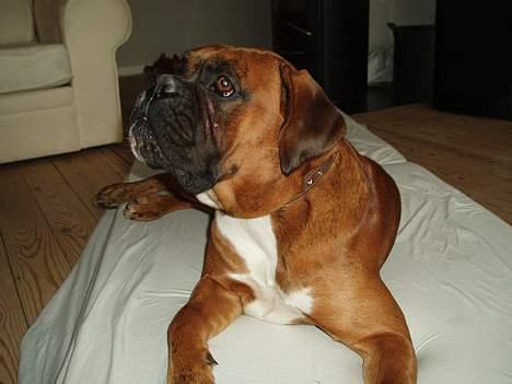 Boxer Odin - Jeg elsker at hygge på madressen. billede 13