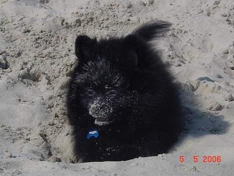 Pomeranian Julius - Sand-monster graver mange huller! billede 5