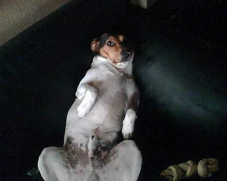 Dansk svensk gaardhund Kvik - dejligt afslapning billede 6