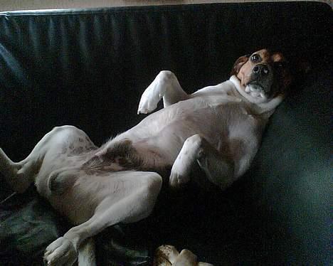 Dansk svensk gaardhund Kvik billede 7