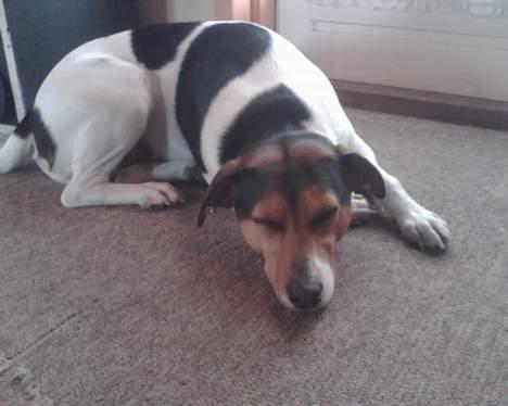 Dansk svensk gaardhund Kvik - ligger og venter på at der er mad  billede 8