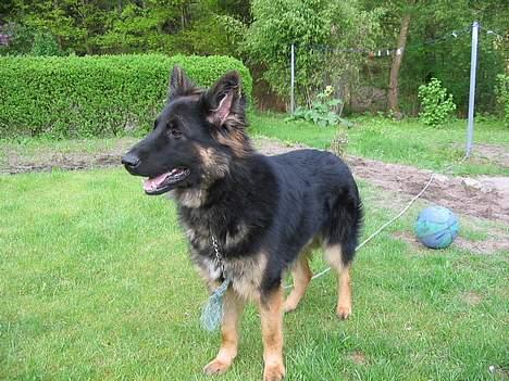 Schæferhund Balto R.I.P 23/6 2009 billede 3