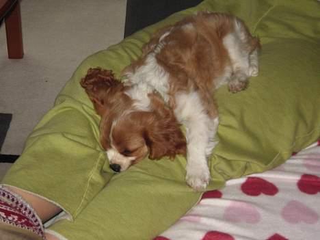 Cavalier king charles spaniel Tulle billede 8