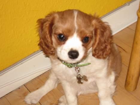 Cavalier king charles spaniel Tulle billede 9