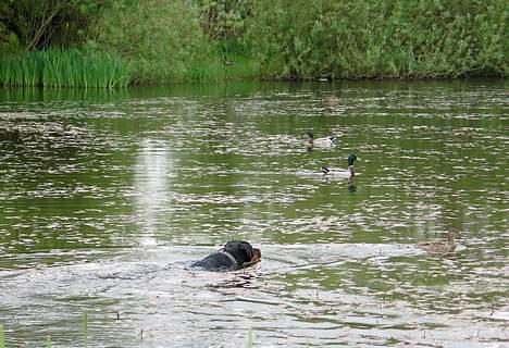 Rottweiler Clair (R.I.P 2010) - Clair maj 2006 - snupper en svønmmetur med ænderne billede 15